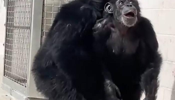 Un Chimpanz D Couvre Pour La Premi Re Fois Le Ciel Apr S Ans Dans