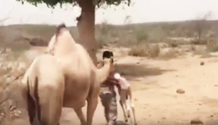 الناقة تسير خلف الجندي الذي يحمل صغيرها المتوفى
