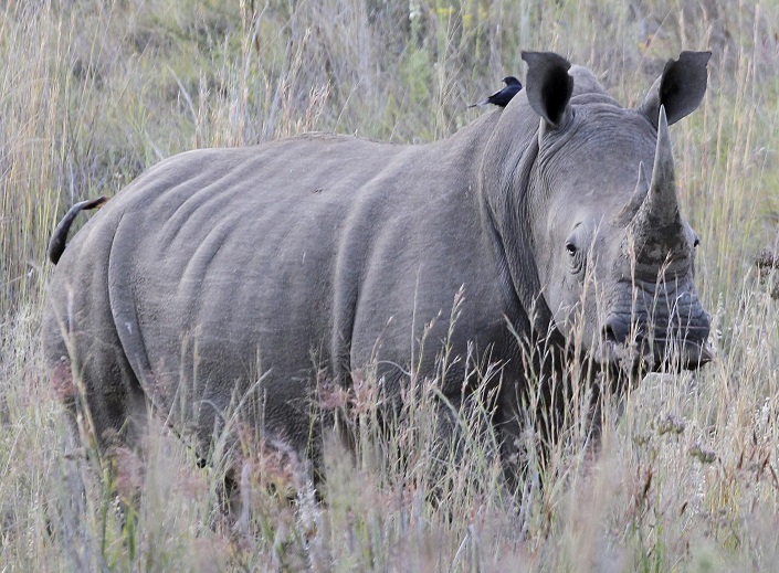 حيوان وحيد القرن في متنزه بجنوب افريقيا (رويترز)