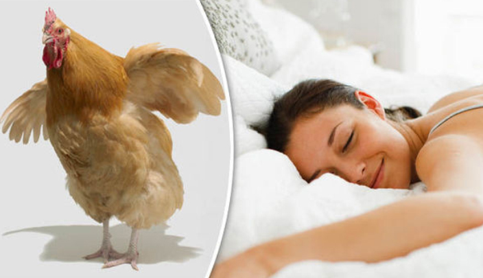 دجاجة في غرفة النوم تقي من البعوض