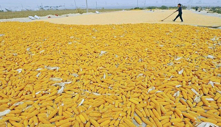 مزارع يجفف كمية من الذرة الصفراء في الصين – صورة أرشيفية