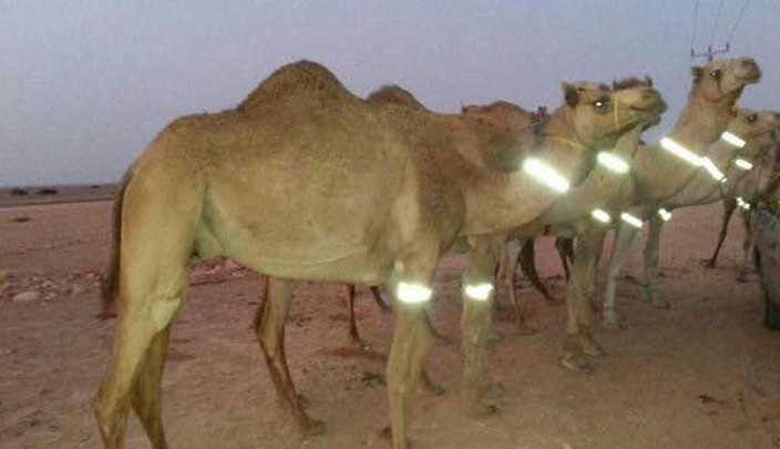 الأسورة المضيئة على رقاب الإبل