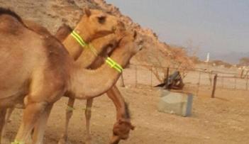 إبل السعودي ناشي المحـمادي تحمل الشريط الضوئي 