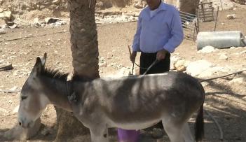 الحمير تدخل المعركة حول الأرض مع الاحتلال الاسرائيلي