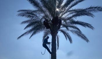 طالع النخل