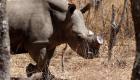 بيدي لا بيد عمرو.. زيمبابوي تنزع قرون وحيد القرن للحد من صيده