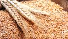 مصر تعتزم شراء القمح من المزارعين المحليين بالسعر العالمي