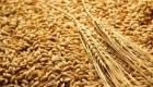 إنتاج الحبوب يتقهقر ويزيد من أعباء الميزانية في الجزائر