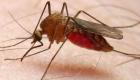 الملاريا تقتل طفلًا كل دقيقة.. والعالم يعلن الحرب على البعوض بالهندسة الوراثية