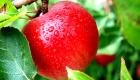 11 سببًا يدفعك لتناول التفاح يوميًّا