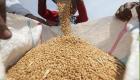 مصر تقبل استيراد القمح الذي يحتوي على 0.05% من الإرجوت