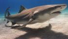 الإمارات تلعب دورًا رياديًا في حماية أسماك القرش
