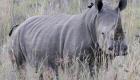 أستراليا تخطط لنقل عشرات من حيوان وحيد القرن من أفريقيا لمنع انقراضها