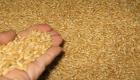 مصر تبدأ دعم مزارعي القمح بمبلغ 1300 جنيه للفدان في يناير وفبراير