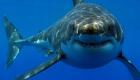 اكتشف سبب هجمات القرش على الشواطئ المصرية