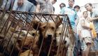 نشطاء يقدمون التماسًا لوقف مهرجان صيني للحوم الكلاب