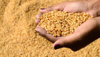 مصر تشتري 4.588 مليون طن من القمح المحلي منذ بدء موسم التوريد
