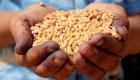 "بلومبرج" تنتظر قرار مصر بشأن المرحلة الثانية لمشروع تخزين القمح