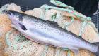 "بلومبرج": سمكة السلمون أغلى من برميل النفط في النرويج