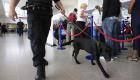 الكلاب البوليسية في مطار بريطاني ترصد النقانق وليس المخدرات
