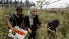 بالفيديو.. نازحون من حلب ينقذون موسم الطماطم في طرطوس