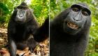 صورة سيلفي لقرد تثير جدلًا بشأن انتهاك حقوق الملكية