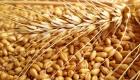 مصر تشتري 4.822 مليون طن من القمح المحلي