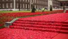سجادة من آلاف الزهور الحمراء في معرض تشيلسي لتكريم الجنود البريطانيين
