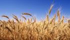مصر تشتري 400 ألف طن من القمح المحلي منذ بدء موسم التوريد