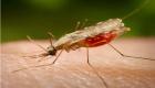 الملاريا تحصد الأرواح بأنجولا .. تعرف على السبب 