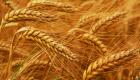 مصر تشتري 4.750 مليون طن من القمح المحلي منذ بدء الموسم