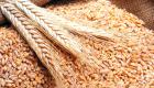 مصر تشتري 1.3 مليون طن من القمح المحلي منذ بدء موسم التوريد