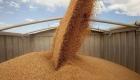 السعودية  تشتري 315 ألف طن من القمح الصلد 