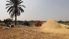 وزارة الزراعة: مصر تعمل مع الفاو على وضع تشريع لإرجوت القمح