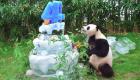 بالصور.. "كعك جليدي" لدبتي الباندا "باو" في عيد ميلادهما