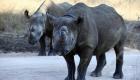 زيمبابوي تعدم أنثى وحيد القرن الأسود النادر.. لماذا؟