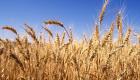 مصر ترفع مشتريات القمح المحلي إلى 3.6 مليون طن