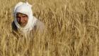 مصر تخصص ملياري جنيه لشراء القمح المحلي من المزارعين 
