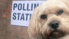 بالصور.. الكلاب حاضرة في استفتاء بريطانيا رغم منعها من دخول اللجان