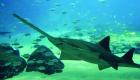 إنفوجراف.. الإمارات تمنع صيد أنواع من أسماك القرش
