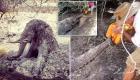 فيديو مؤثر.. سكان قرية يتعاونون لإنقاذ فيل محاصر في الوحل