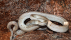 العثور على فصيلة جديدة من ثعبان البواء المفضض في جزر البهاما