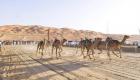 سباقات الهجن والخيول العربية تنطلق الثلاثاء ضمن منافسات مهرجان ليوا الدولي