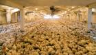60 ألف دجاجة ضحية أكبر حريق تشهده هولندا