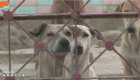 بالفيديو.. حل بديل لقتل الكلاب في باكستان