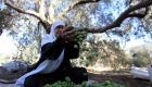 شجرة الزيتون تعيل 120 ألف عائلة أردنية