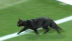 بالفيديو.. قط أسود يثير تشاؤم جماهير الليفر في موقعة يونايتد