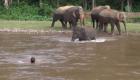 فيل صغير يهرع إلى نهر لينقذ رجلاً من الغرق