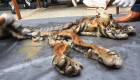 إندونيسيا.. ضبط تجار  النمور والغزلان