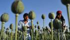قلق دولي من تفاقم زراعة الخشخاش في أفغانستان